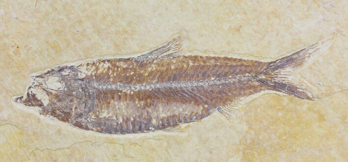 Fossil Fish (Knightia) - Wyoming #150620